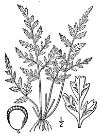 drawing of asplenium montanum plant parts